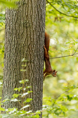 Eichhörnchen, Eichkater, Sciurus vulgaris © dina