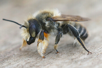 Close-up photo of a male coast leafcutter bee, Megachile Maritima