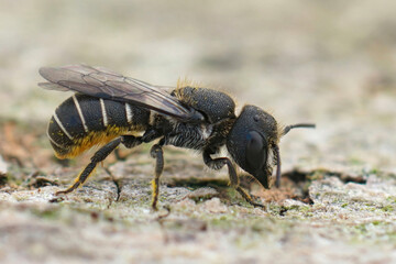 Closeup on a small female Large-headed Armoured-Resin Bee, Heriades truncorum sitting on wood