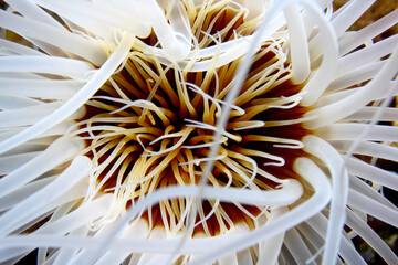 Detalle de tentáculos de anemona