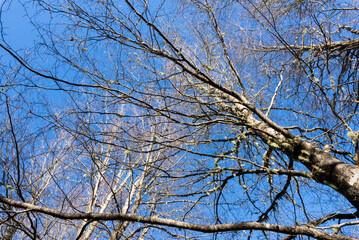 Green Forest panorama with green trees and grass on field.