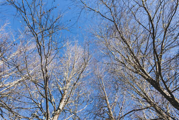 Fototapeta premium Green Forest panorama with green trees and grass on field.