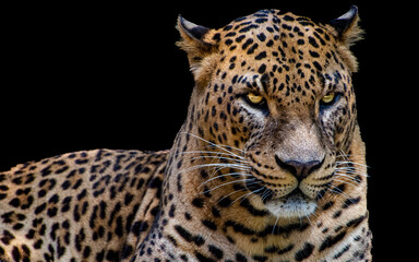 Fototapeta premium Panthera pardus kotiya