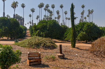 fruit trees and palms in California Citrus State Historic Park (Riverside, California, USA)
