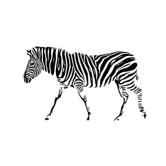 Fototapeta na wymiar sketch of a zebra drawing with a transparent background