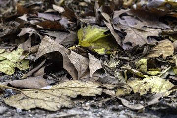 Autumn wet dry leaves