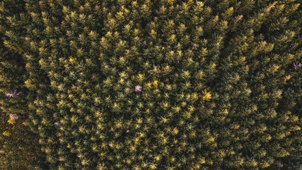 Aerial drone forest top view. Green forest from above.
