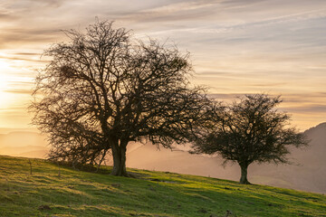 Bare trees at winter sunset