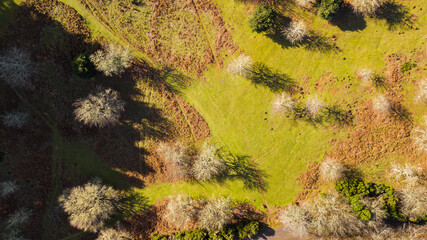 Aerial drone forest top view. Green forest from above.

