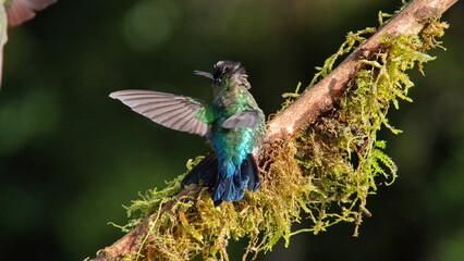 Fiery-throated hummingbird (Panterpe insignis) perched, with wings extended, on a moss-covered branch at the high altitude Paraiso Quetzal Lodge outside of San Jose, Costa Rica © Angela
