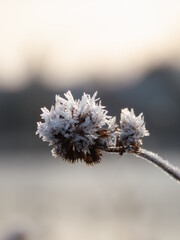 frost on a branch