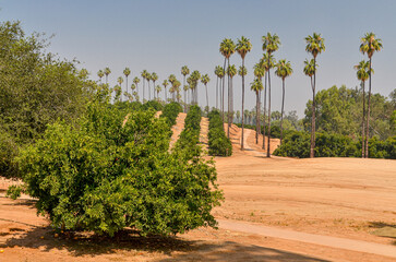 fruit trees and palms in California Citrus State Historic Park (Riverside, California, USA)