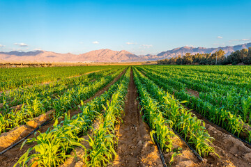 Panorama. Field with young plants of corn. Advanced and sustainable agriculture industry in desert...