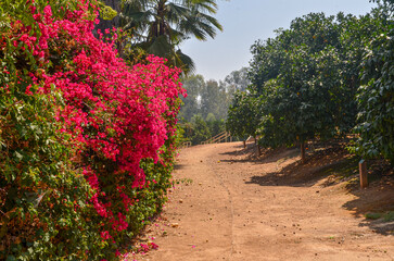 Bougainvillea flowers and palms on the alley in California Citrus State Historic Park (Riverside, California, USA)