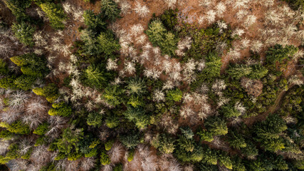 Aerial drone view of a serpent road on a forest top view. Green forest from above.
