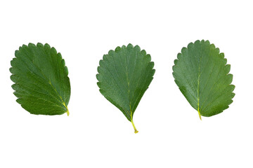 Set of  strawberry leaf isolated on white background. Full Depth of field. Focus stacking