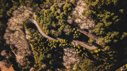 Obraz na płótnie Canvas Aerial drone view of a serpent road on a forest top view. Green forest from above. 