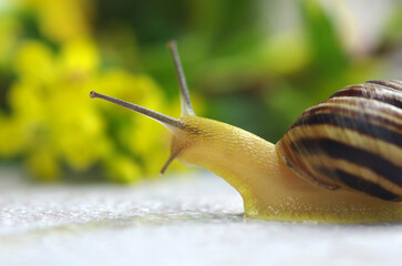 Snail crawling on a bright background