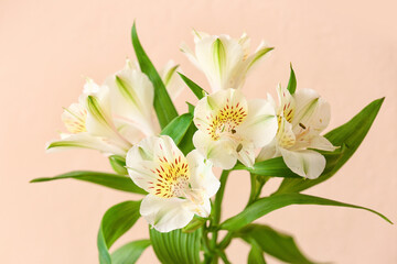 Branch of beautiful alstroemeria flowers on color background, closeup