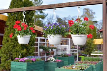 Decorative flowers. Entrance to the flower shop