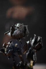 Dried black roses, bunch of beautiful faded flowers on dark background