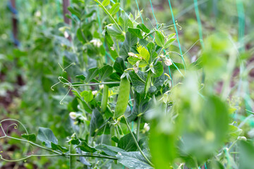 Obraz premium Young flowering peas grow in the vegetable garden