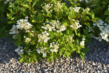 Spring flowers in a flower bed