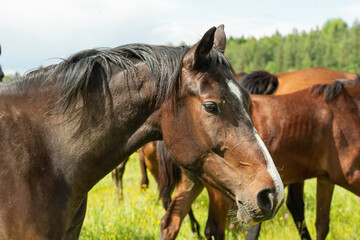 Obraz premium portrait of bay brood mare posing in meadow with herd. close up. sunny summer day
