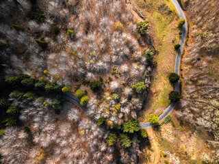 Aerial drone view of a serpent road on a forest top view. Green forest from above.
