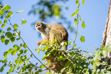 female common squirrel monkey is perched in a tree on a sunny day