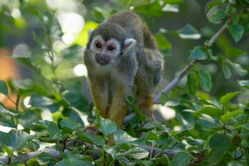 female common squirrel monkey is perched in a tree on a sunny day