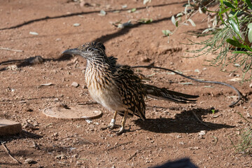 roadrunner bird in captivity gets a close up on a hot summer day