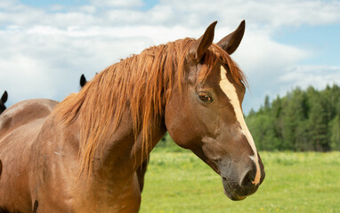 Obraz premium portrait of chestnut brood mare posing in meadow. sunny summer day