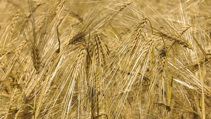 Volga region, harvest season. Ears of ripe wheat.