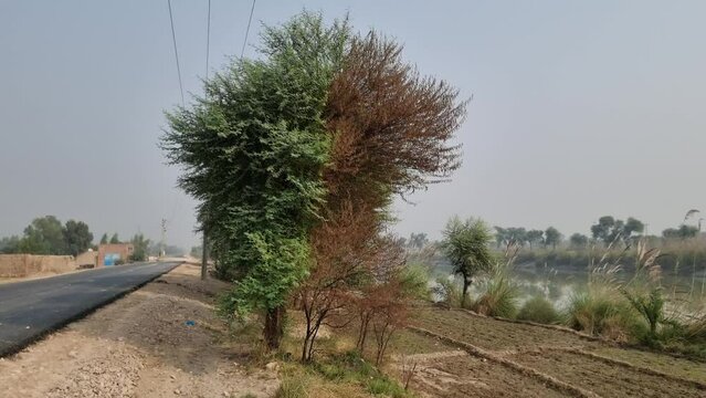 tracks in the countryside - tree isolation