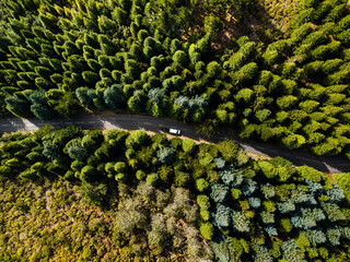 Aerial drone view of a serpent road on a forest top view. Green forest from above.
