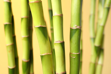 Bamboo stems on yellow background, closeup