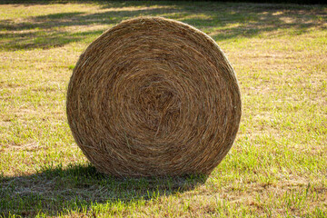 Bale de foin de belles qualité