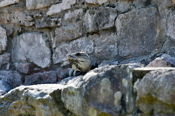 The Mayan citadel of Tulum on Caribbean Sea 47