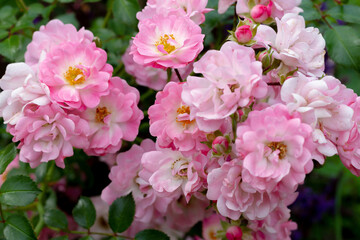 Groundcover rose, creeping pink Satina from Tantau against a background of low blue juniper. Rose garden, rose mixborder,garden design. High quality photo