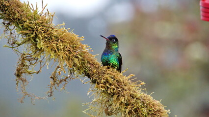 Fiery-throated hummingbird (Panterpe insignis) perched on a moss-covered branch at the high...