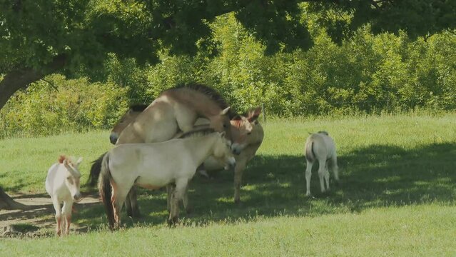 Przewalski's Horse Equus Przewalskii Or Equus Ferus Przewalskii Mating