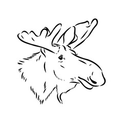 Vector hand drawn illustration of a moose isolated on a white background. A sketch of animal in engraving style.