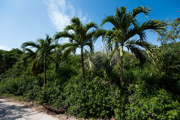 Fototapeta na wymiar Palm trees at Tulum, Mexico 1