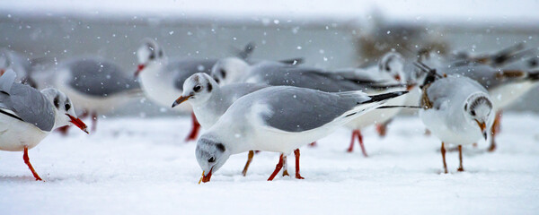 A group of beautiful black-headed gulls searching for food on a snow-covered beach in a beautiful winter scenery. Sopot, Baltic Sea, Poland