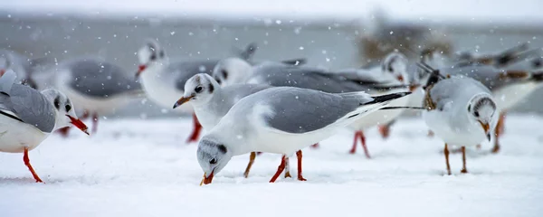 Fotobehang De Oostzee, Sopot, Polen A group of beautiful black-headed gulls searching for food on a snow-covered beach in a beautiful winter scenery. Sopot, Baltic Sea, Poland