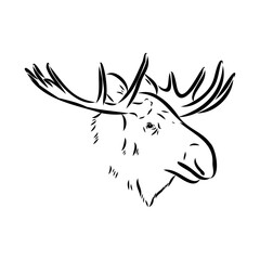 Vector hand drawn illustration of a moose isolated on a white background. A sketch of animal in engraving style.