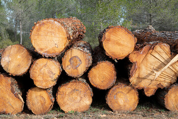 Pile of freshly cut pine trees logs stacked at the edge of the forest