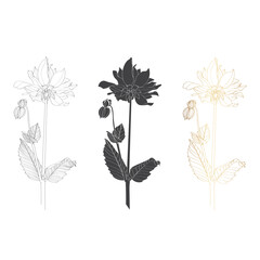 Sketch Floral Botany Collection. Dahlia flower with buds and leaves drawings. Black and white, golden with line art on white backgrounds. Hand Drawn Botanical Illustrations.