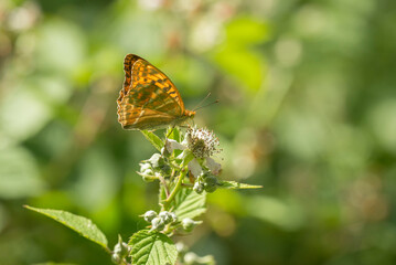 Silver-washed Fritillary (Argynnis paphia) foraging on Blackberry (Rubus fruticosa) in the dunes